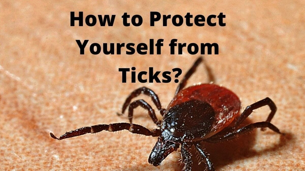 Protecting Yourself From Ticks All You Need To Know About This Mite