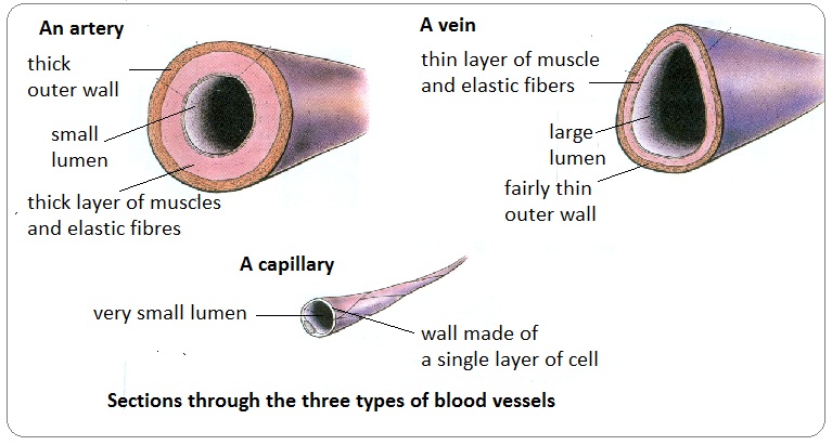 Arteries Functions Types Structure Artery Diseases Healthy Food