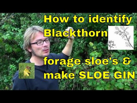 Tree id: How to forage sloe berries &amp; make sloe gin (Blackthorn - Prunus spinosa)