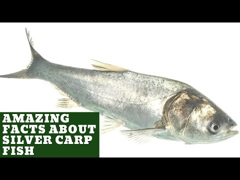 AMAZING FACTS ABOUT SILVER CARP FISH #silvercarp #imc #fishtraining #fishseed #fishbusiness