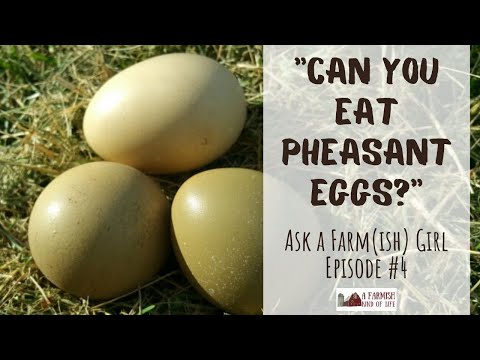Ask a Farm(ish) Girl #4: Can You Eat Pheasant Eggs?
