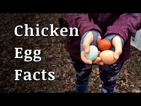 Farm Fresh Chicken Egg Facts