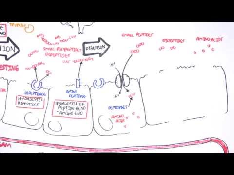 Protein Digestion and Absorption