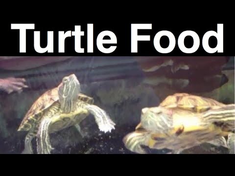 What Do Turtles Eat? Feeding A Pet Turtle