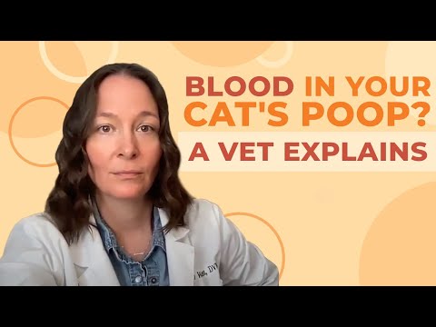 A Vet Explains What To Do If You See Blood in Your Cat&#039;s Poop
