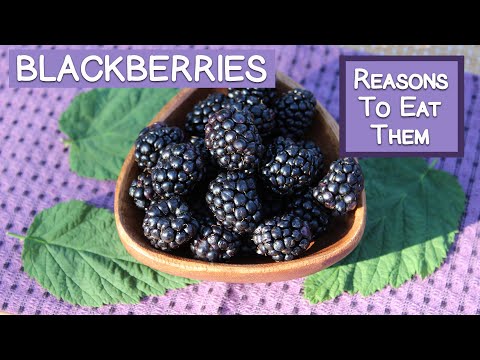 Blackberries and Their Beneficial Properties | Top Reasons to Eat Them