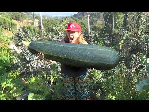 GROW GIANT Zucchini Squash Summer Garden Harvest to Store Eat Cook Bake Collect Seeds for Plants