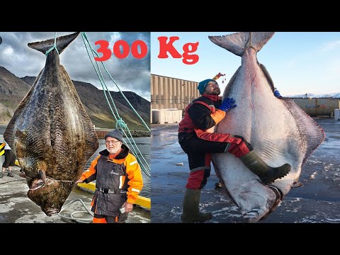 Amazing Giant Halibut Fishing On The Sea - Fastest Halibut Fillet Processing Skills