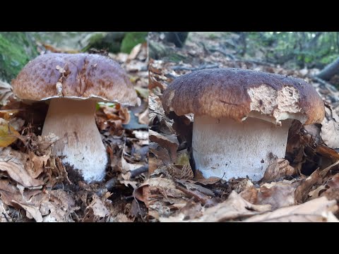 I sogni dei fungaioli - funghi porcini settembre 2020 - prima parte