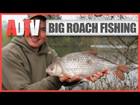 How To Catch Big Roach - Roach Fishing Rigs, Tips &amp; Tactics