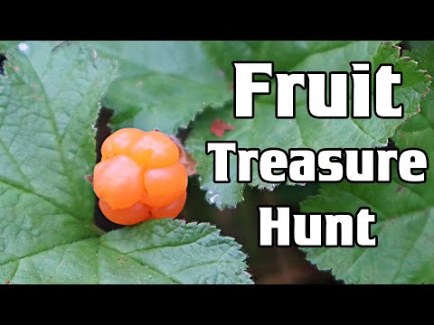 CLOUDBERRY : My Hunt For One Of The World&#039;s Most Elusive Fruits - Weird Fruit Explorer