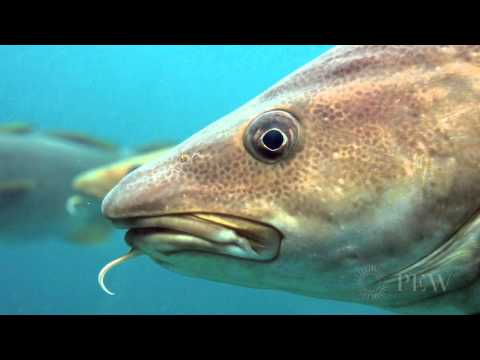 Cod: The Fish that Made New England | Pew