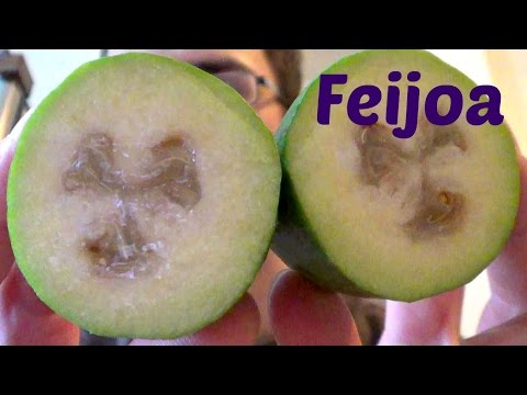 Feijoa Review - Weird Fruit Explorer Ep. 110