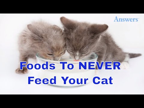 7 Foods You Should Never Feed Your Cat