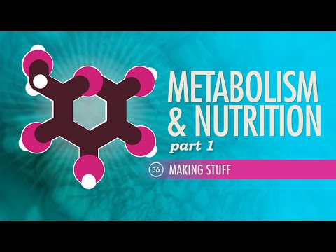 Metabolism &amp; Nutrition, Part 1: Crash Course Anatomy &amp; Physiology #36