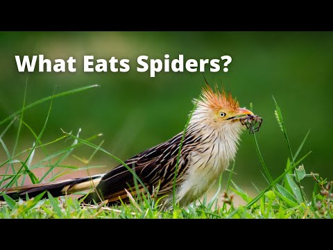 What Eats Spiders | 9 Predators That Prey on Spiders