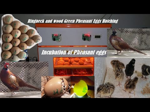 Pheasant Eggs Hatching - Ringneck and wood Green Pheasant Eggs Hatch - Incubation of Pheasant eggs