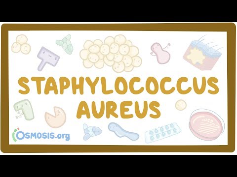 Staphylococcus aureus