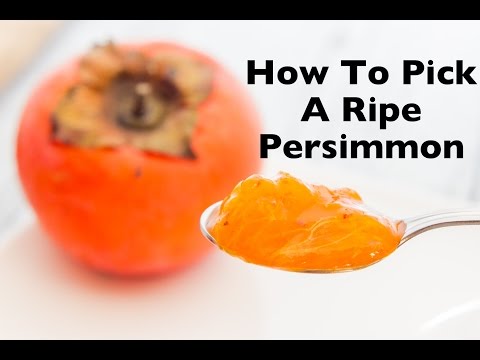 How To Pick A Ripe Persimmon | How To Eat Persimmons (Fuyu, Hachiya, &amp; American Varieties)