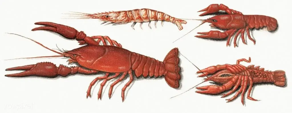 Crayfish