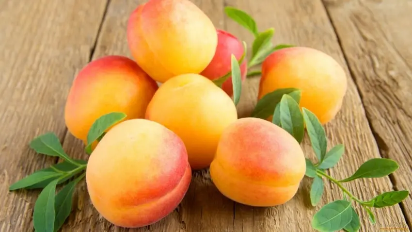 Apricot