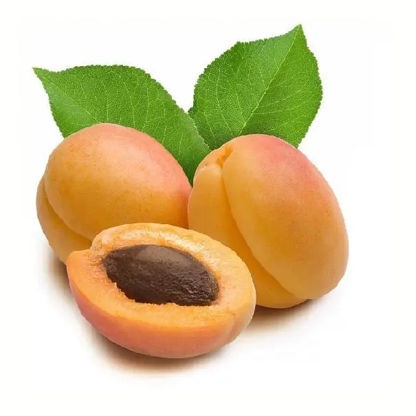 Apricot