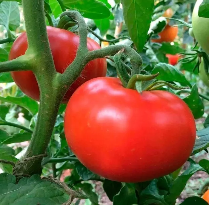 Tomato