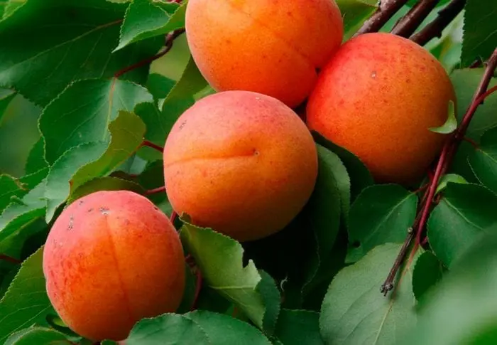 Apricot