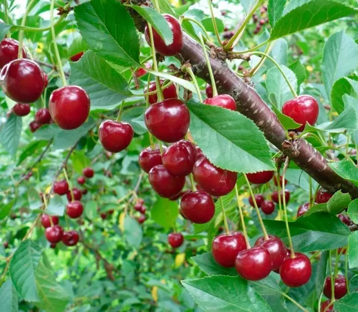 Cherries