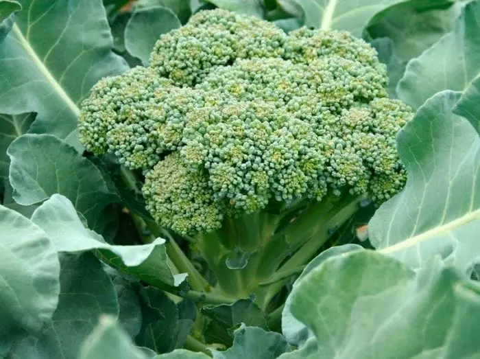 Broccoli