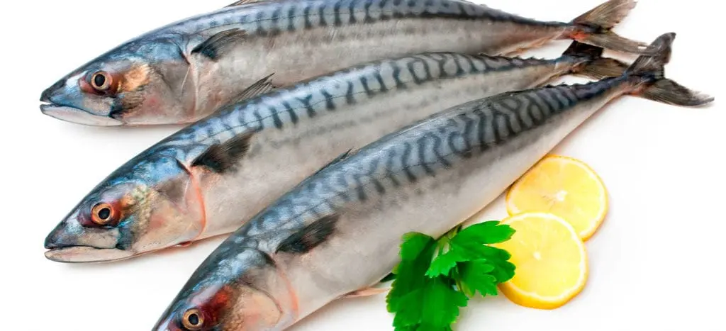 Mackerel