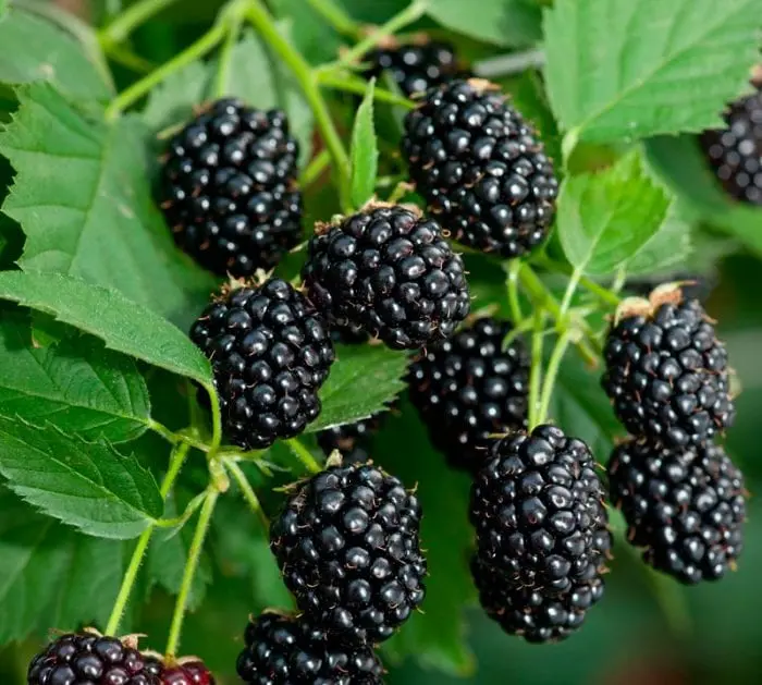 Blackberries