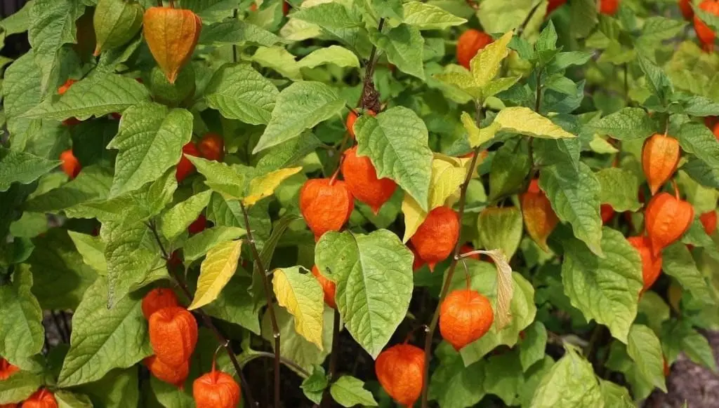 Physalis