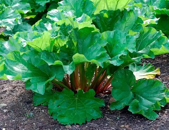 Rhubarb