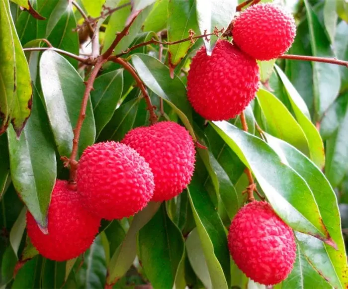 Lychee