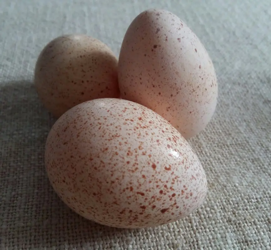 Turkey eggs