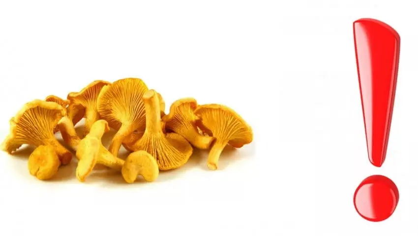 Chanterelles