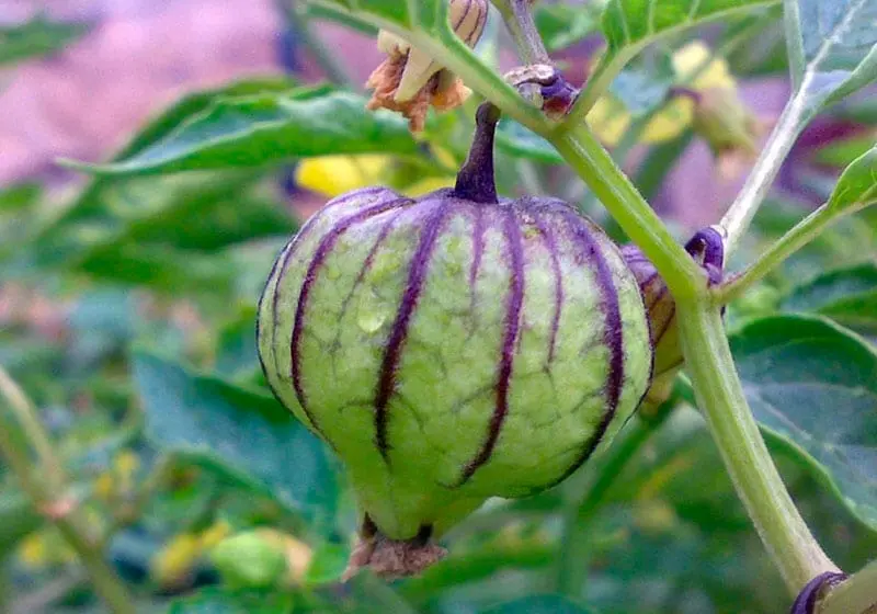 Physalis