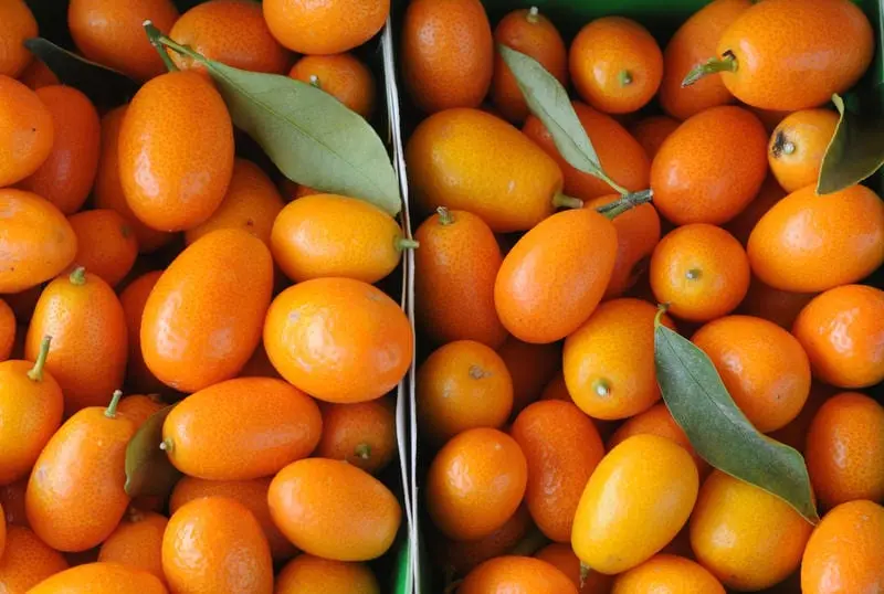 Kumquat