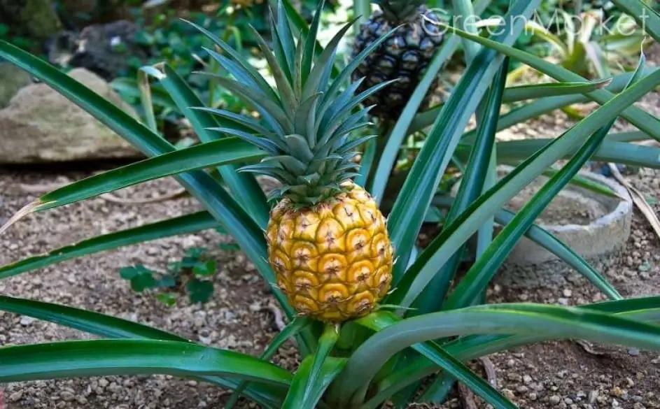 Pineapple