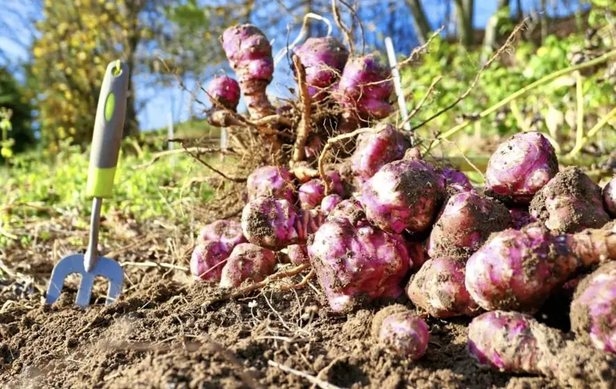 Jerusalem artichoke