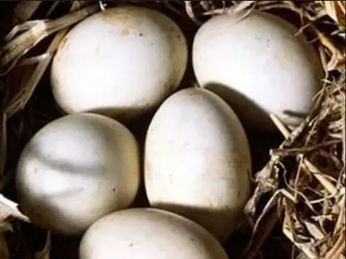 Duck Eggs