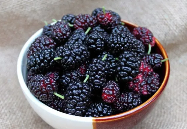 Mulberry