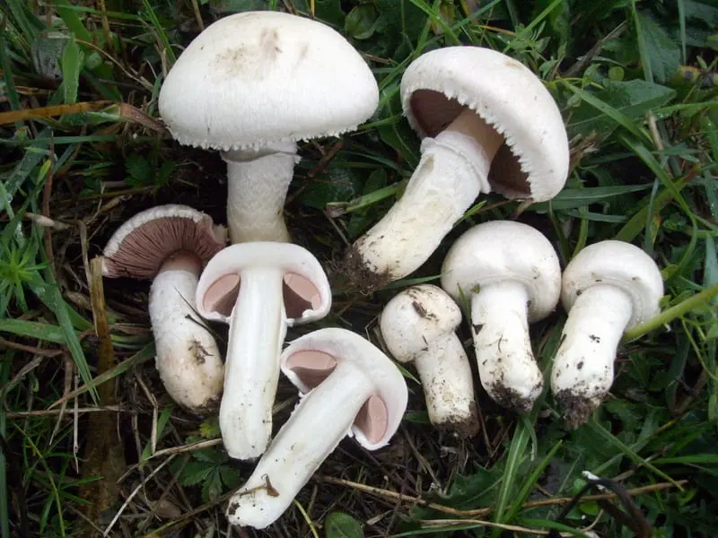 Champignon