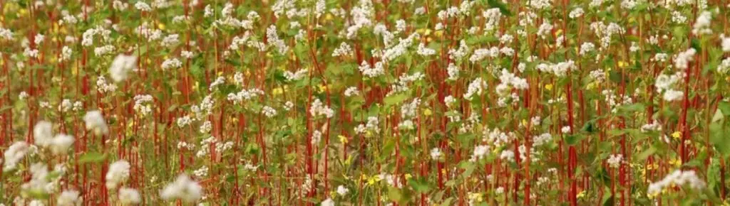 Buckwheat