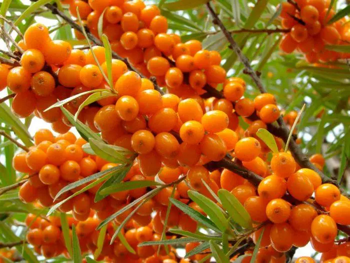 Sea buckthorn