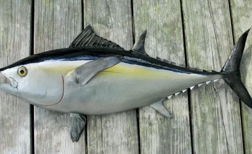 Tuna