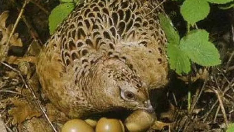 Pheasant eggs