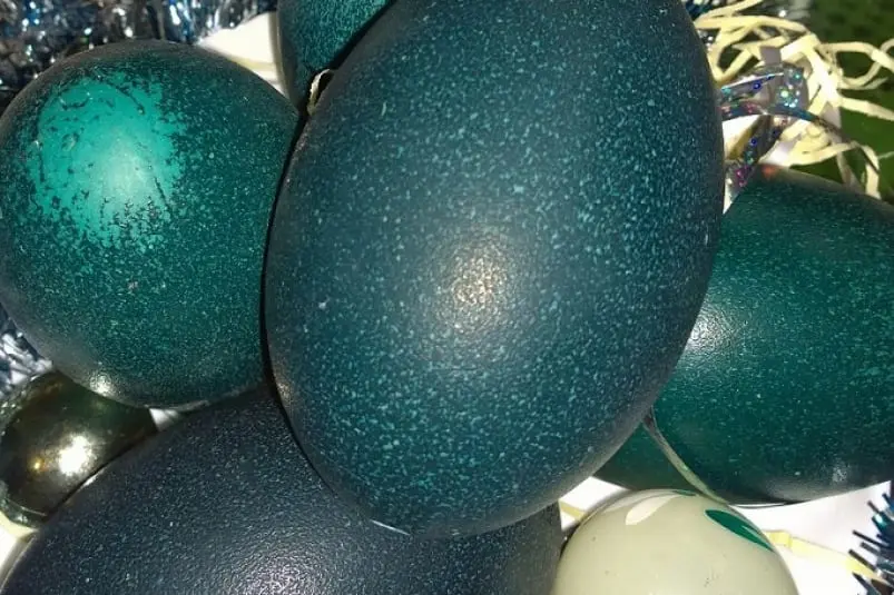 Emu eggs