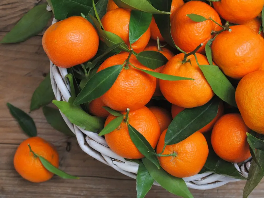 Tangerine &#8211; description of the fruit. Benefits and harm to human health